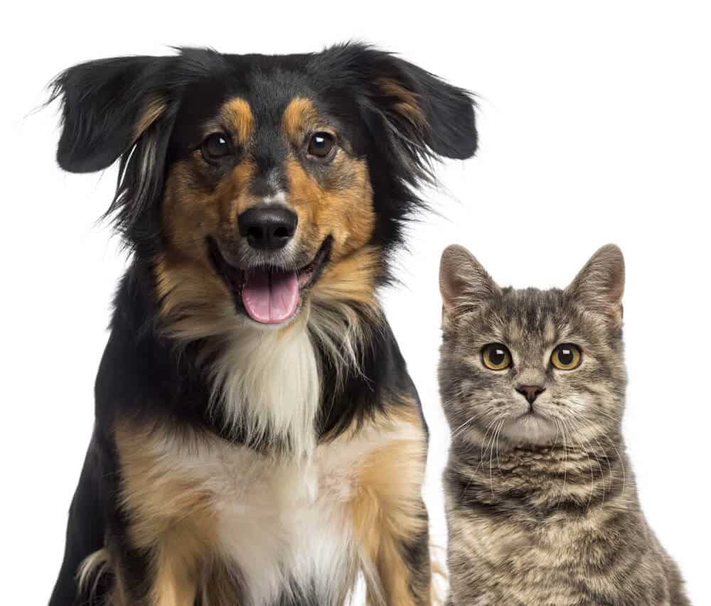 foto cachorro e gato