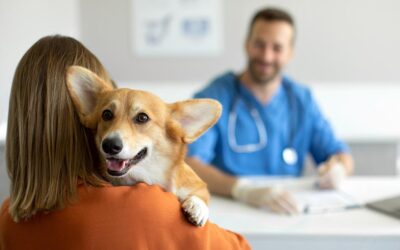 Quando procurar um especialista em hematologia veterinária?