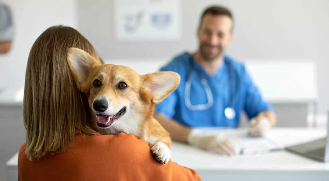 Quando procurar um especialista em hematologia veterinária?